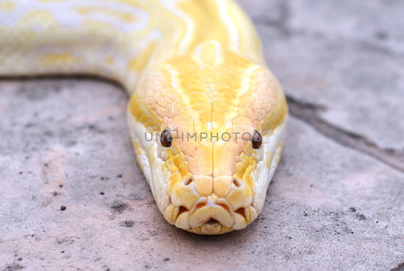 albino phyton head close up