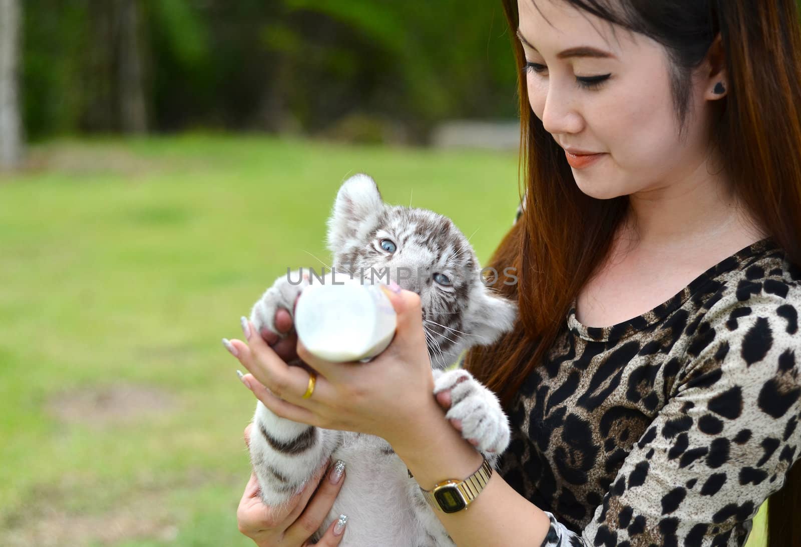 pretty women feeding baby white bengal tiger