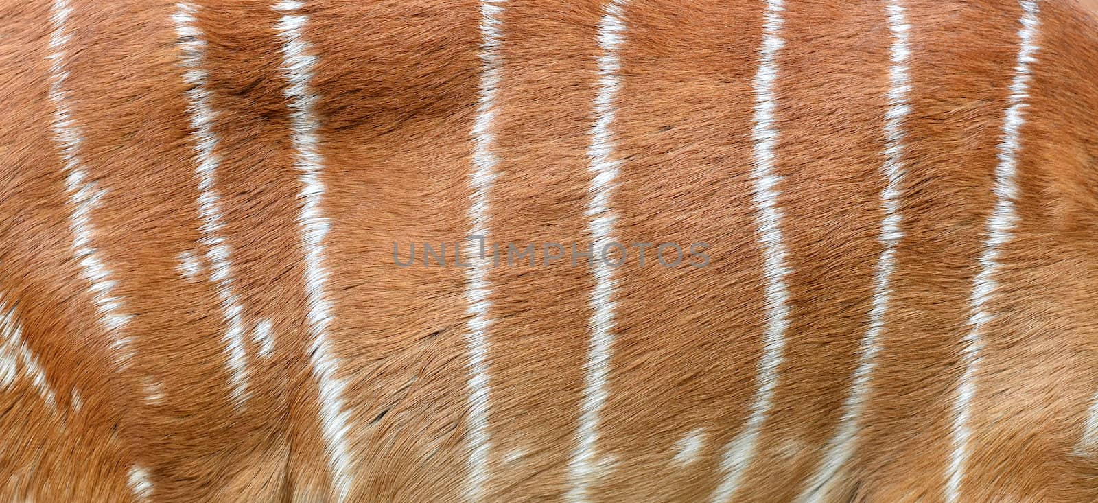 textured of nyala fur (Tragelafhus angasii)