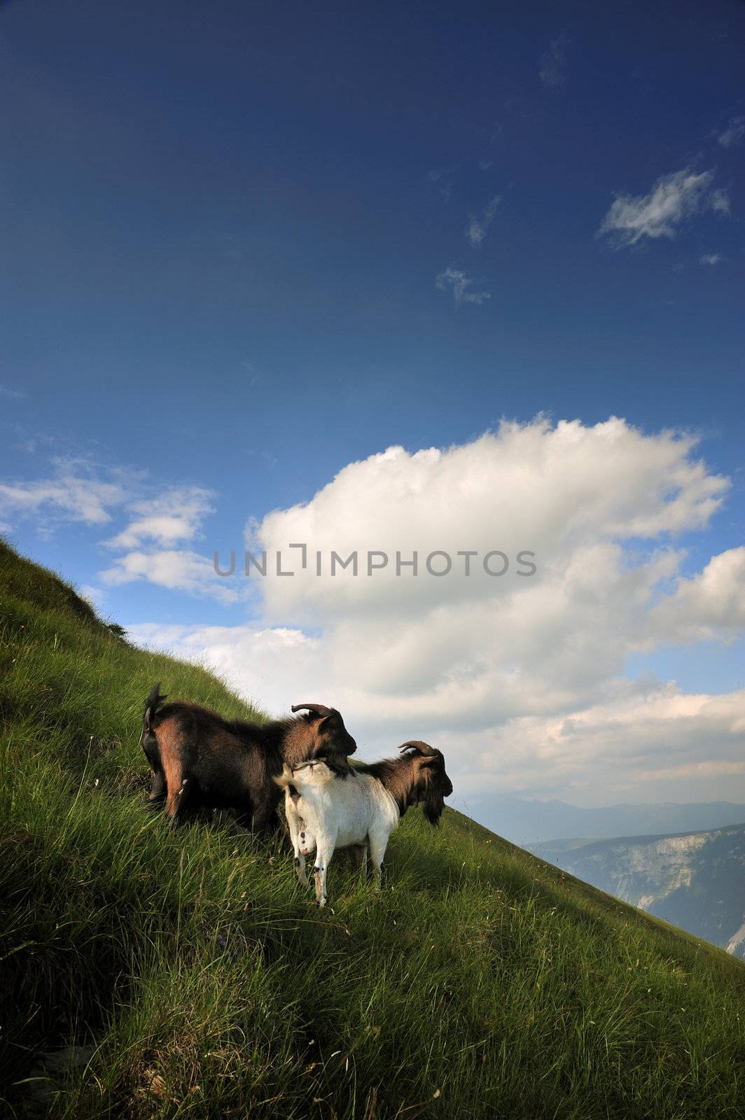 a pair of goats on a grassy hillside in the mountains admiring the landscape