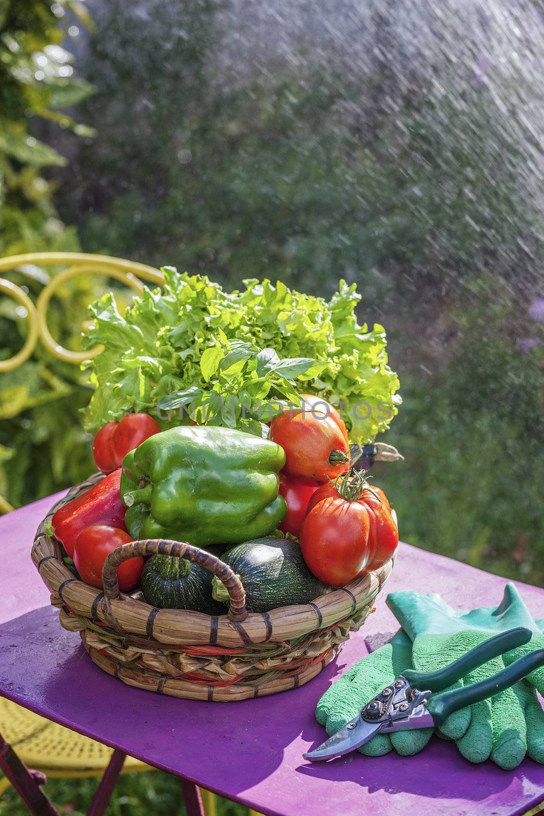 Vegetables on a table in a garden 