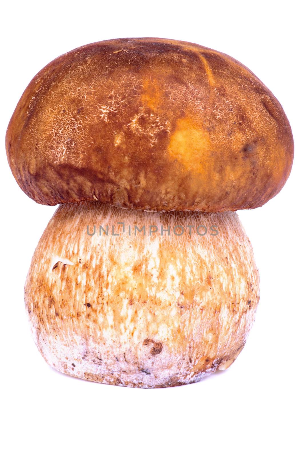 Perfect Fresh Raw Porcini Mushroom isolated on white background