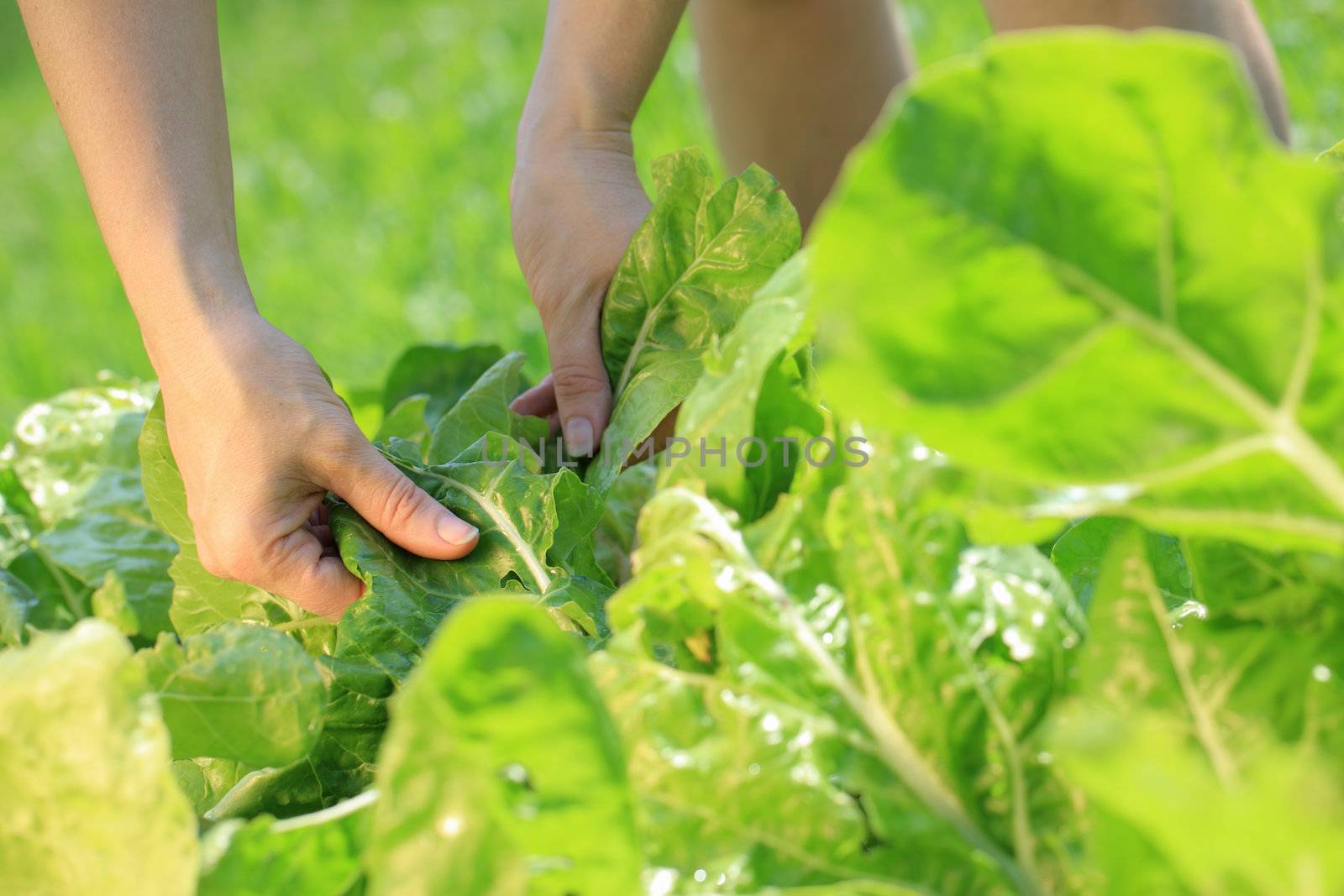 Woman hands picking a leaf on vegetable garden