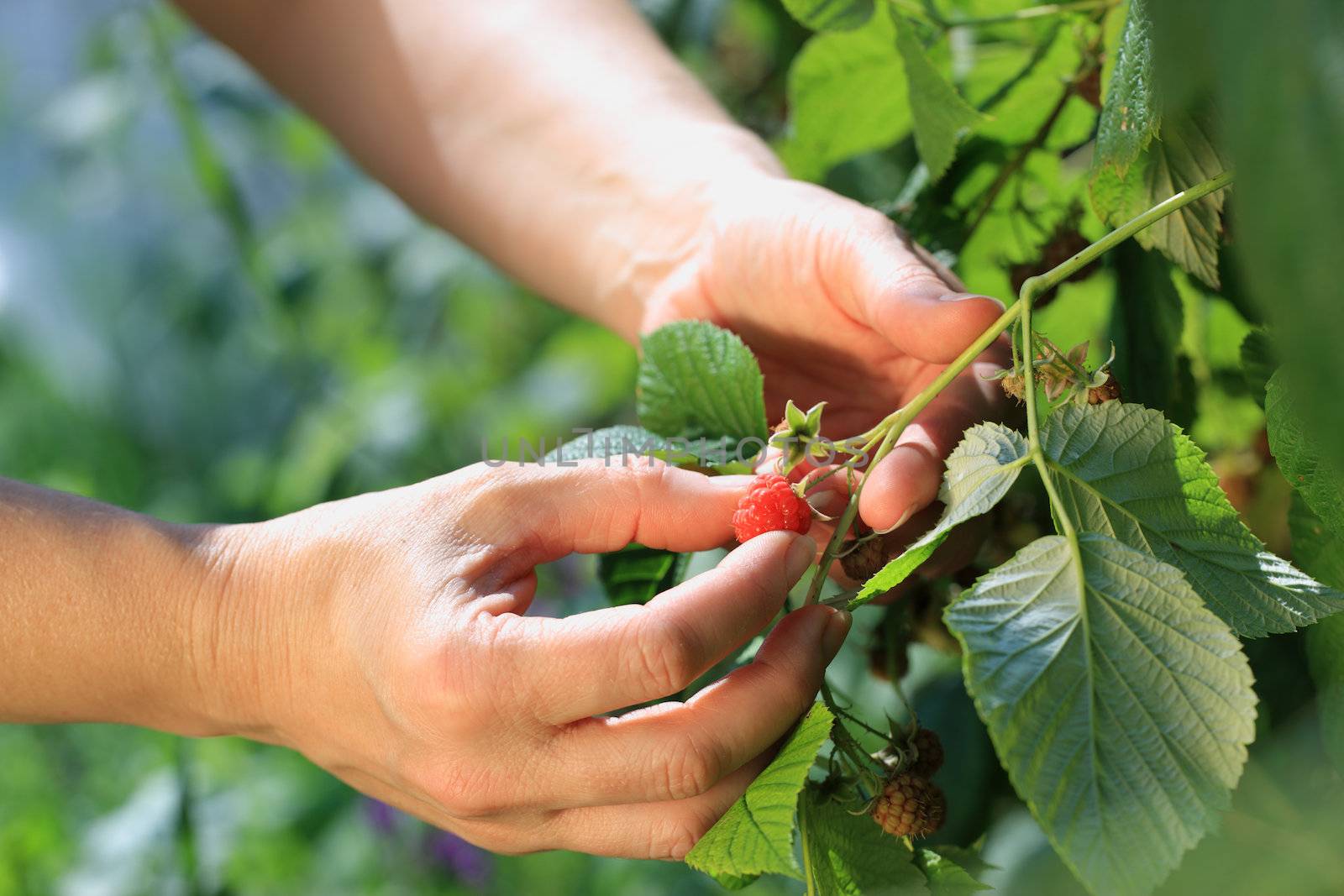 Woman hands picking a red raspberry