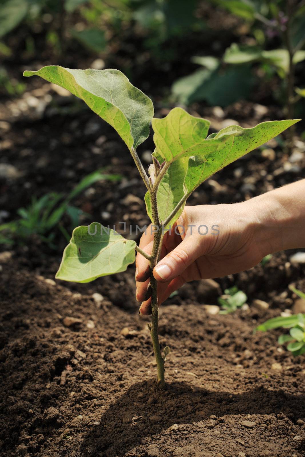 Female gardener planting a eggplant seedling