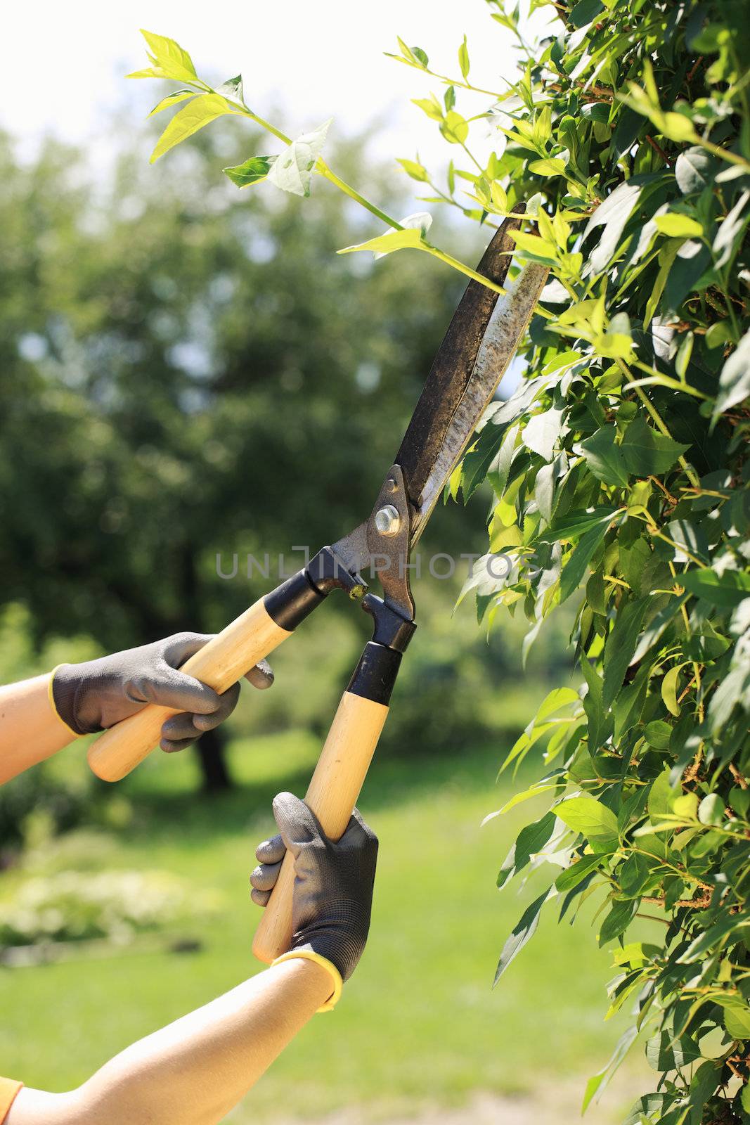 A gardener cutting a hedge in the garden, hands close up