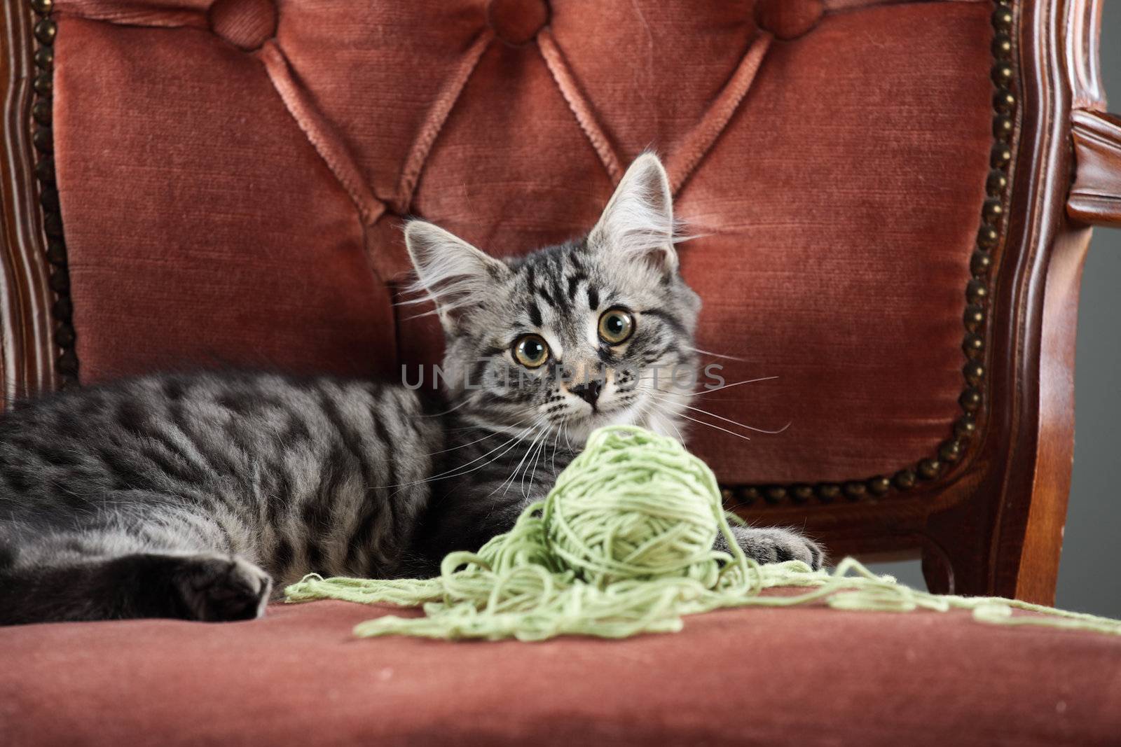 Kitten playing with a ball of wool by stokkete