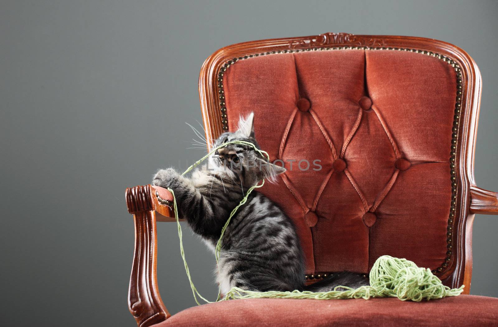 Kitten playing with a ball of wool in a red armchair