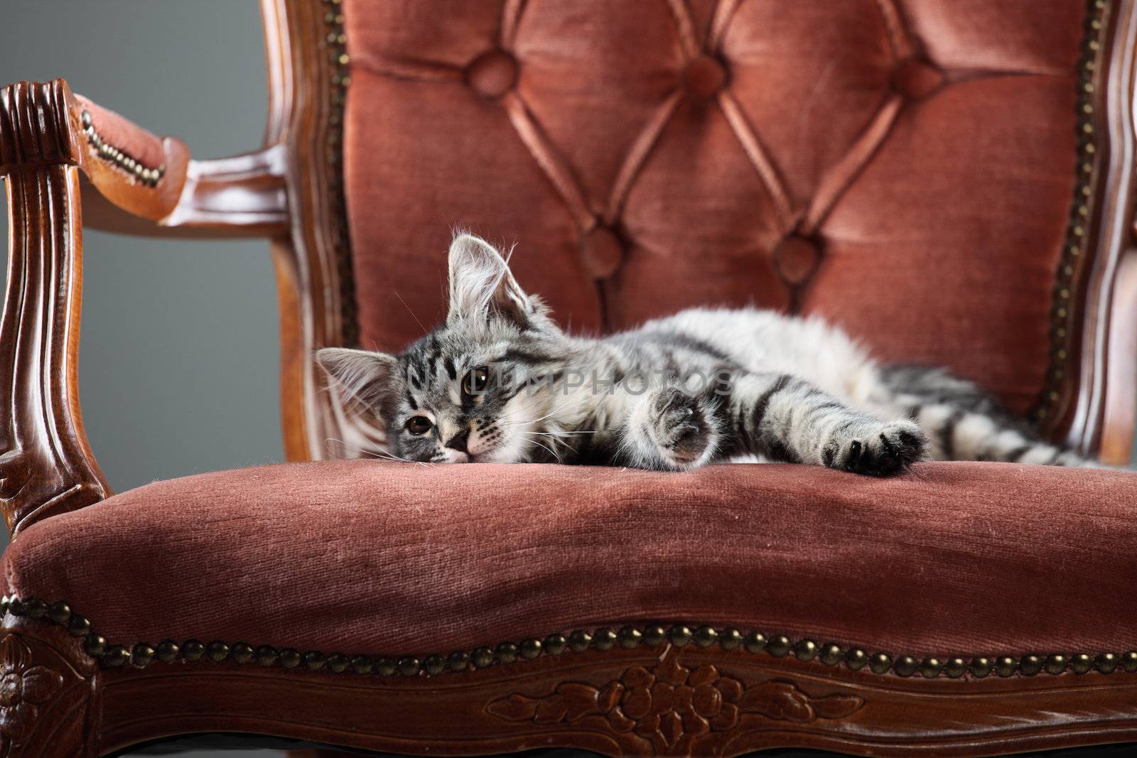 Cute Kitten relaxing on a baroque armchair