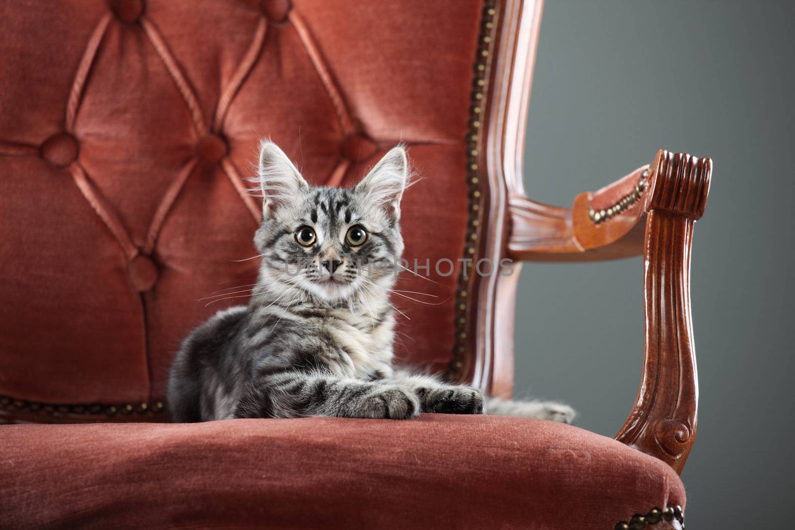 Kitten relaxing on a baroque armchair by stokkete