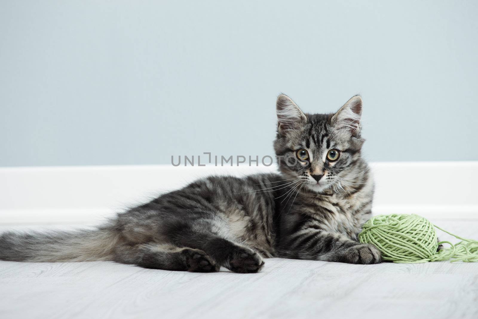 Kitten playing with a ball of wool on floor