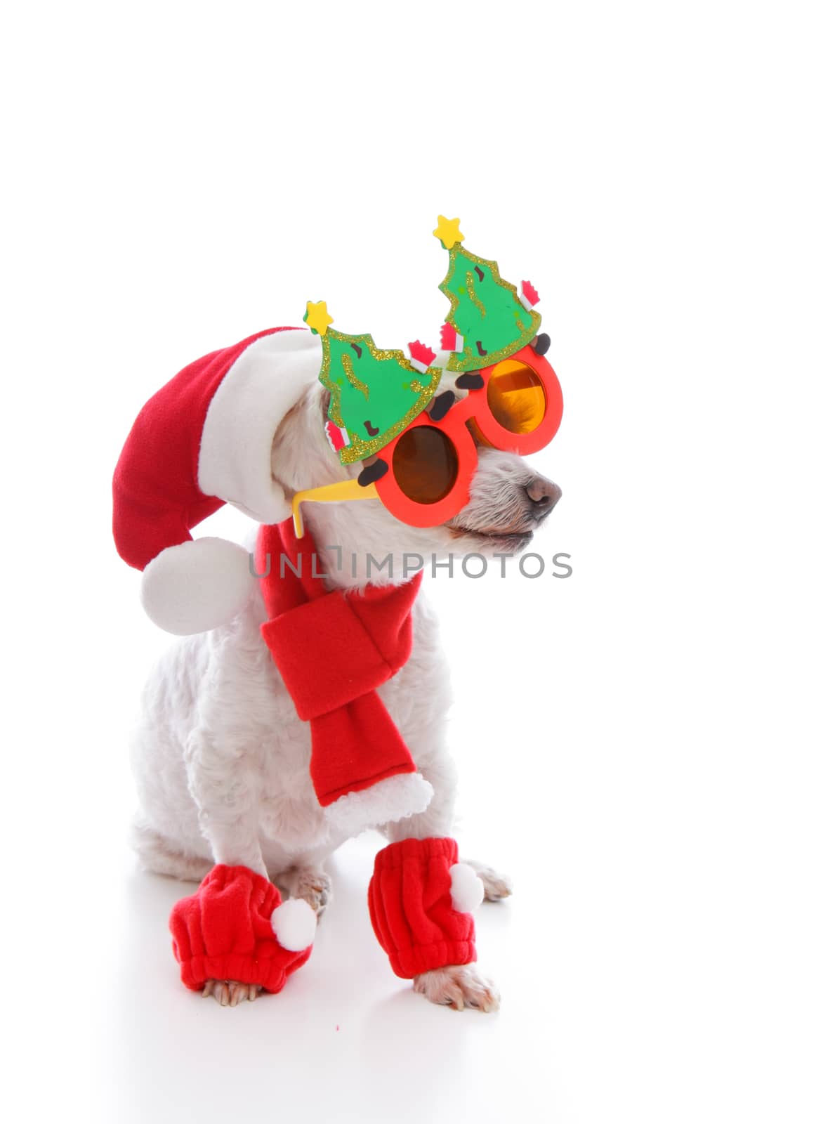 Happy dog wearing a santa hat, comical Christmas glasses and scarf and leggings