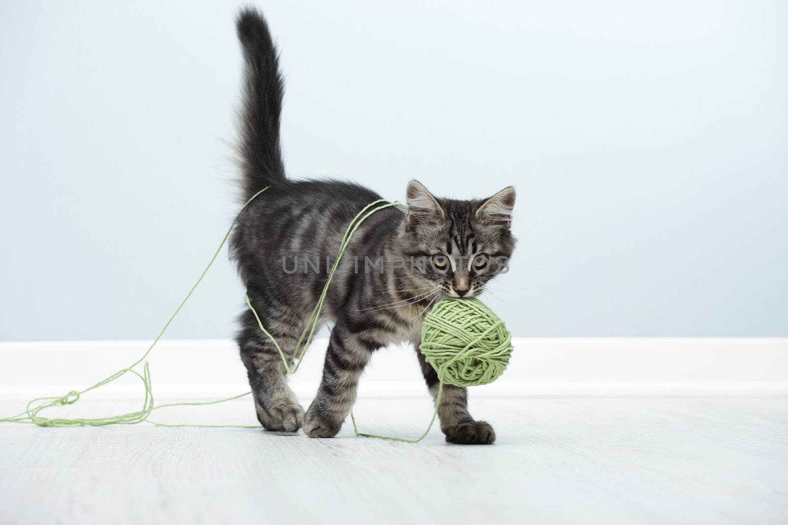 Kitten playing with a ball of wool on floor