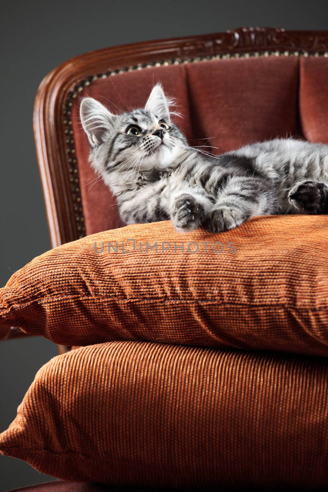 Kitten relaxing on a baroque armchair
