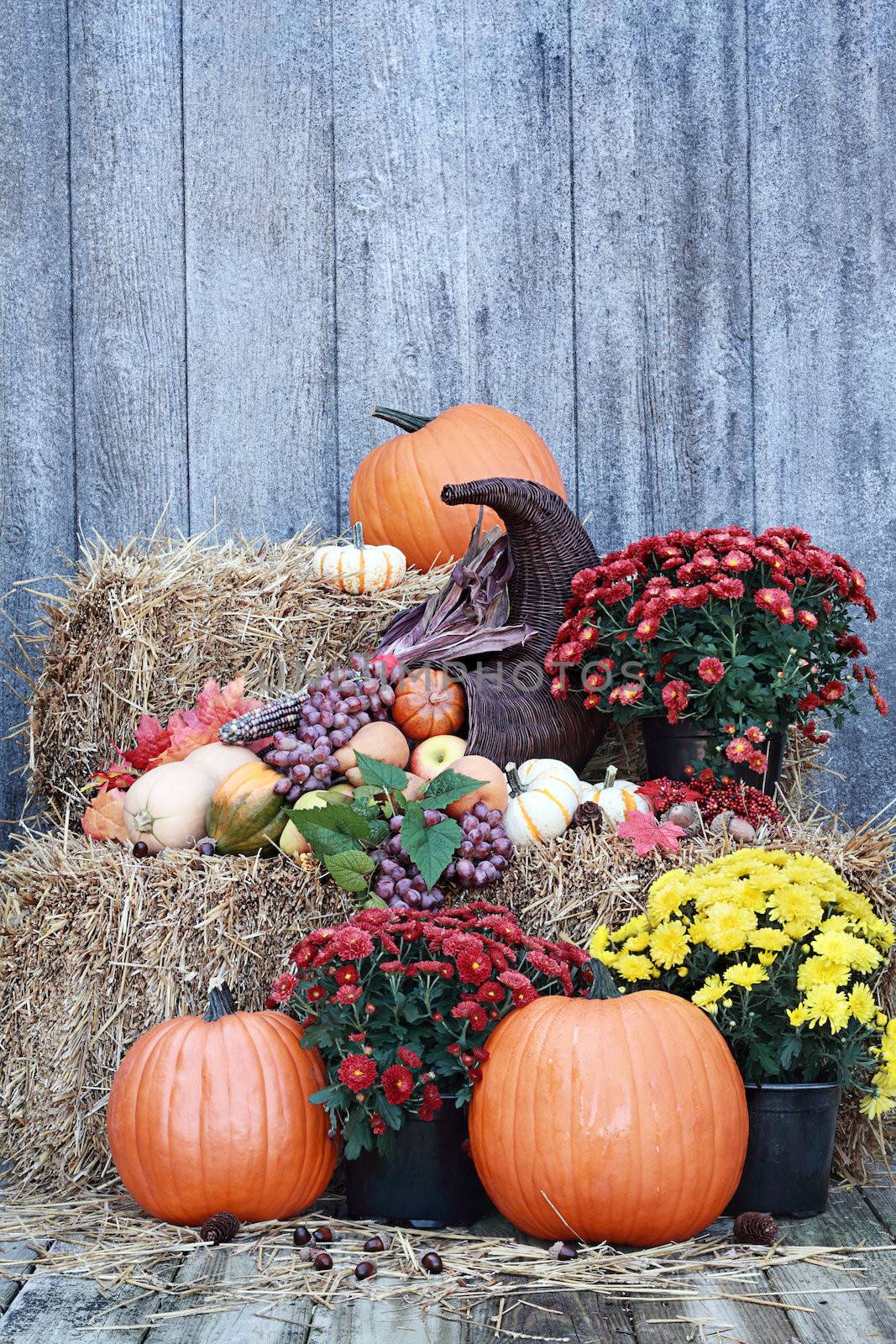 Cornucopia or Horn of Plenty spilling out fruits and vegetables with Pumpkins and Chrysanthemums on a bale of straw against a rustic background.