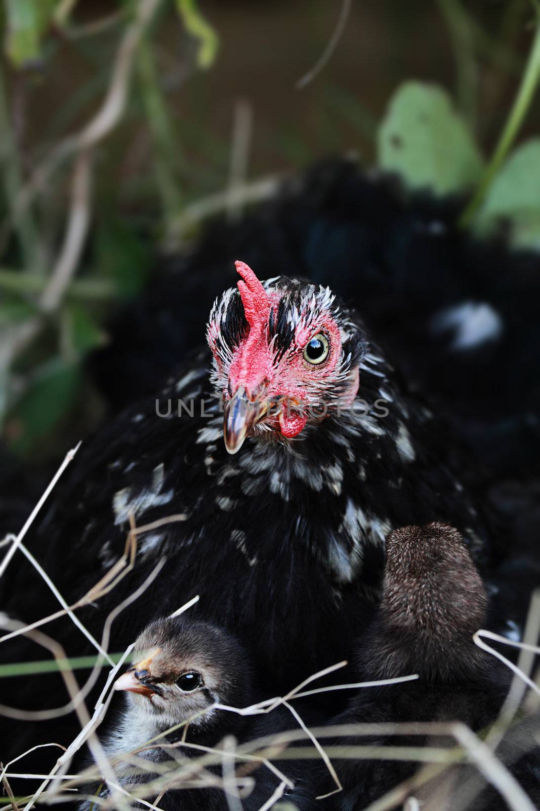 Mother Hen and Chicks by StephanieFrey