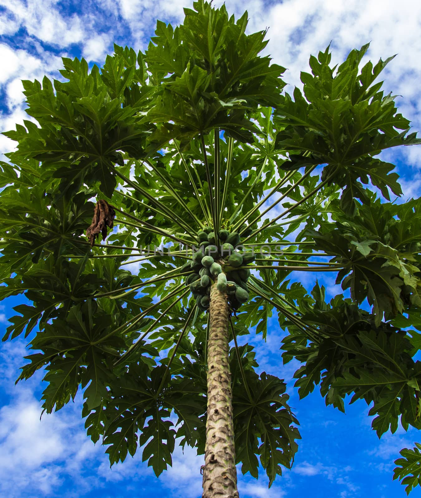 Papaya tree and blue sky by photo2life