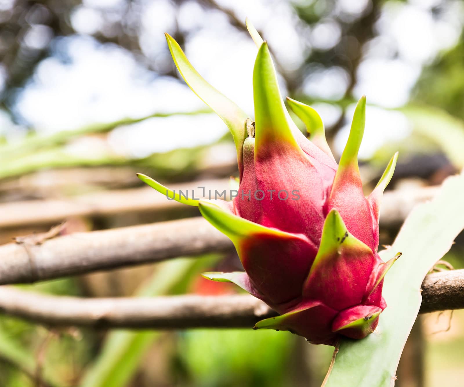 Vivid and vibrant dragon fruit  on a tree