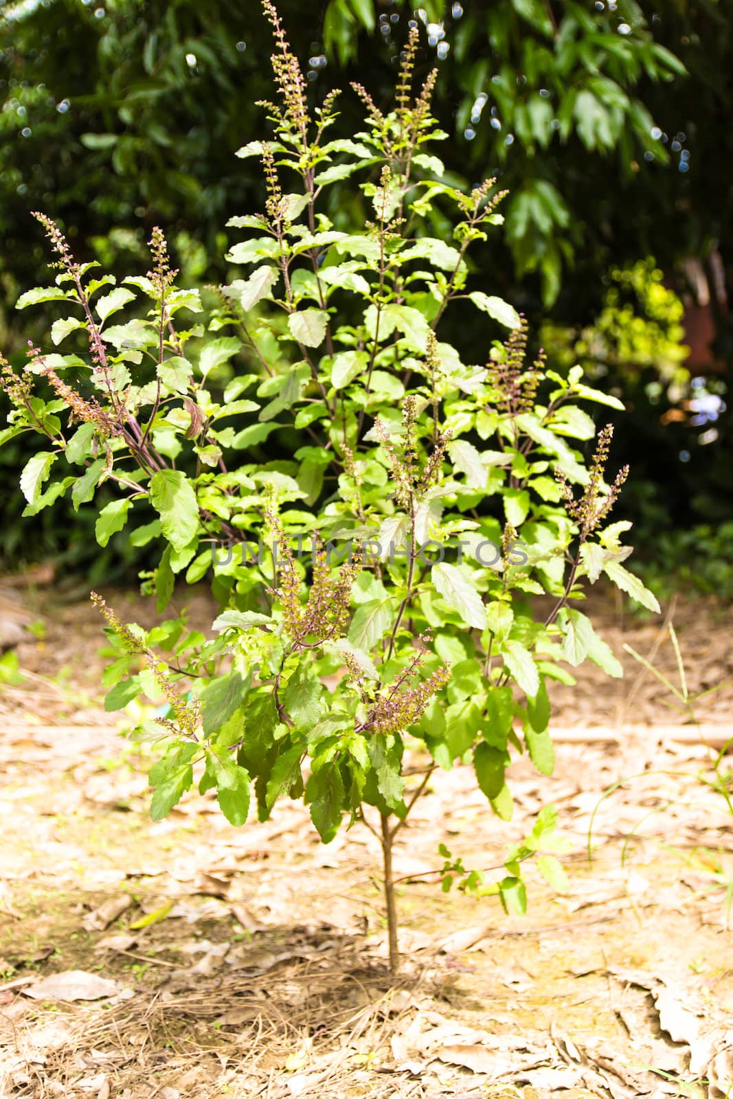 Ocimum sanctum tree by photo2life