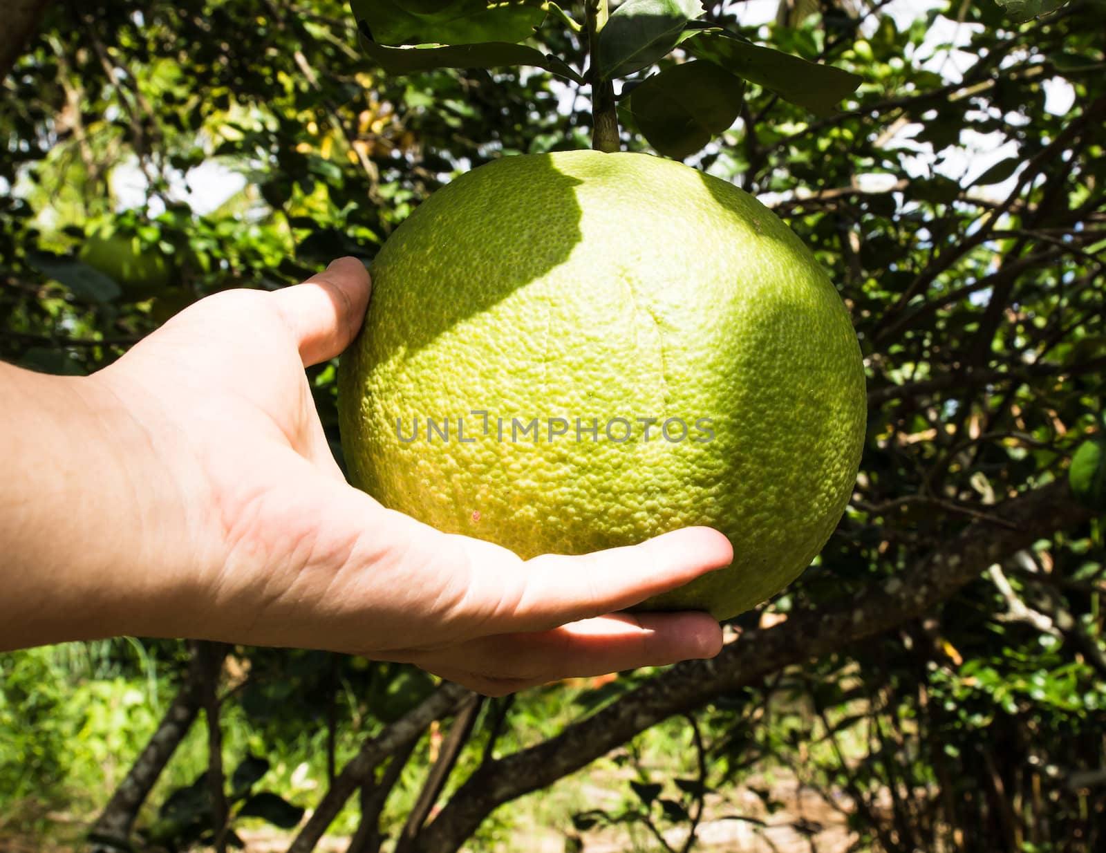 Green pomelo fruit and Hand by photo2life