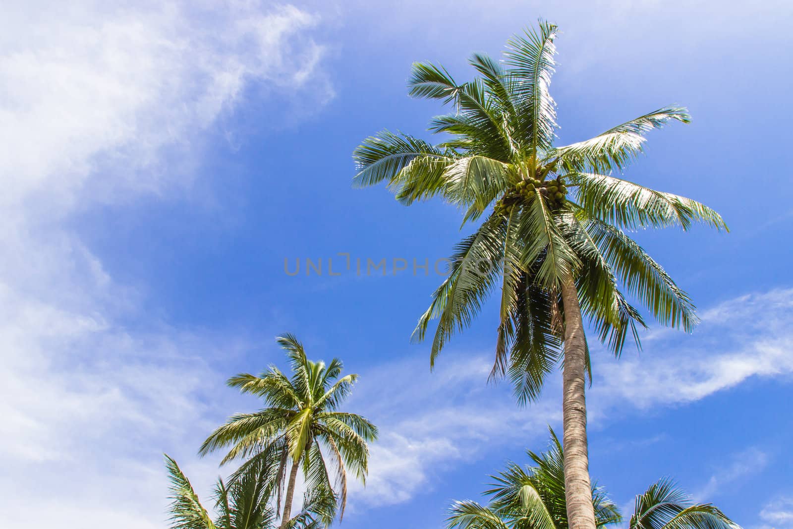 Coconut tree and blue sky by photo2life