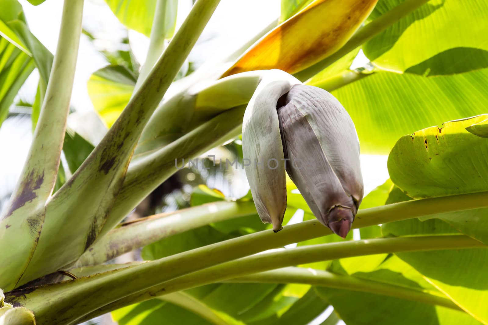 Banana flower blossom on banana treein Thailand.