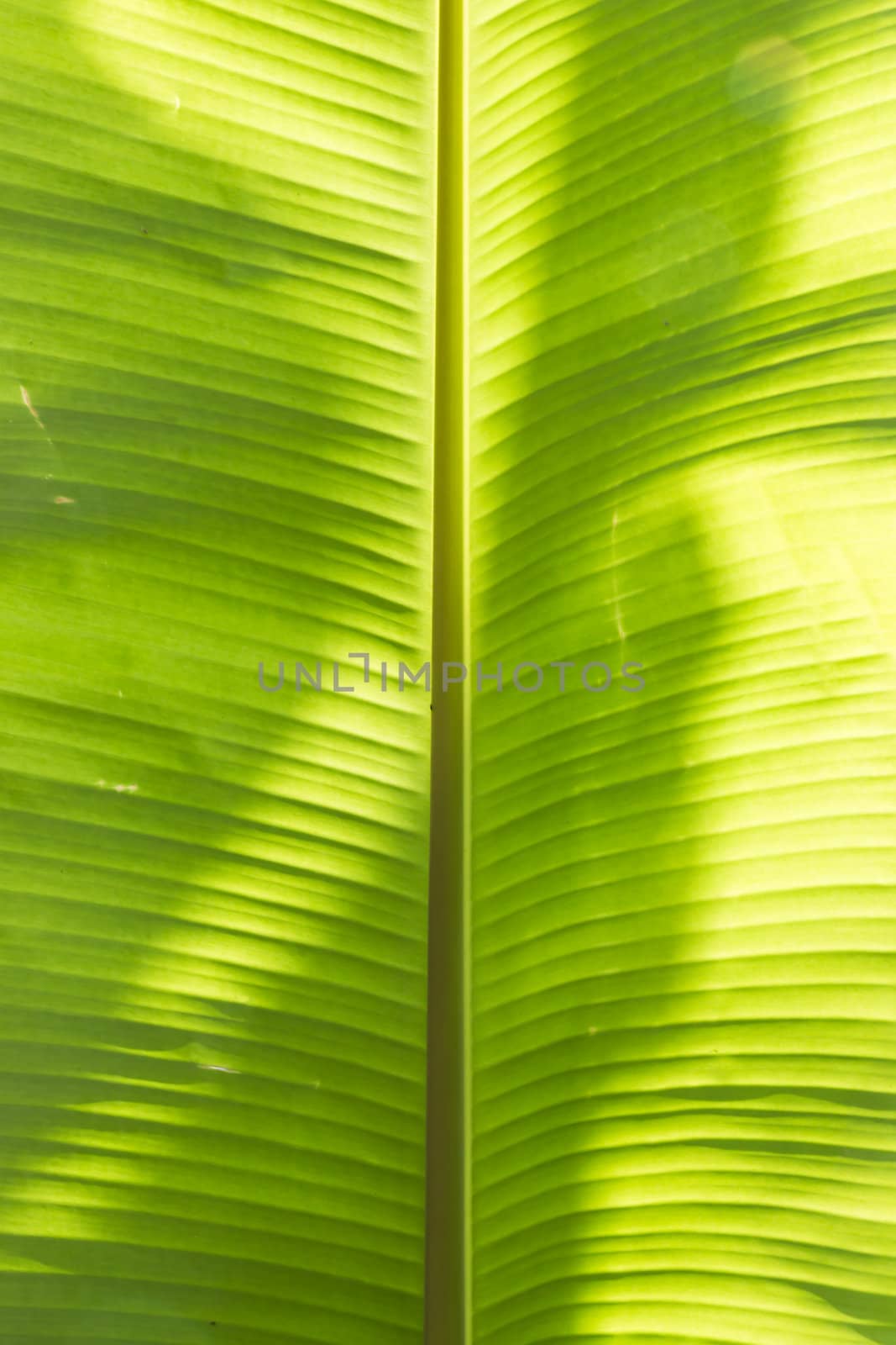 Bright Banana Leaf Background,Close-up a big banana leaf glowing in the sun