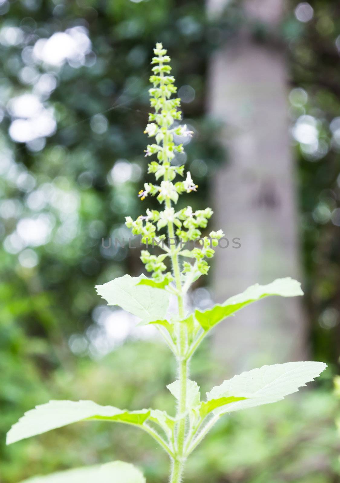 Thai basil flower blossom tree