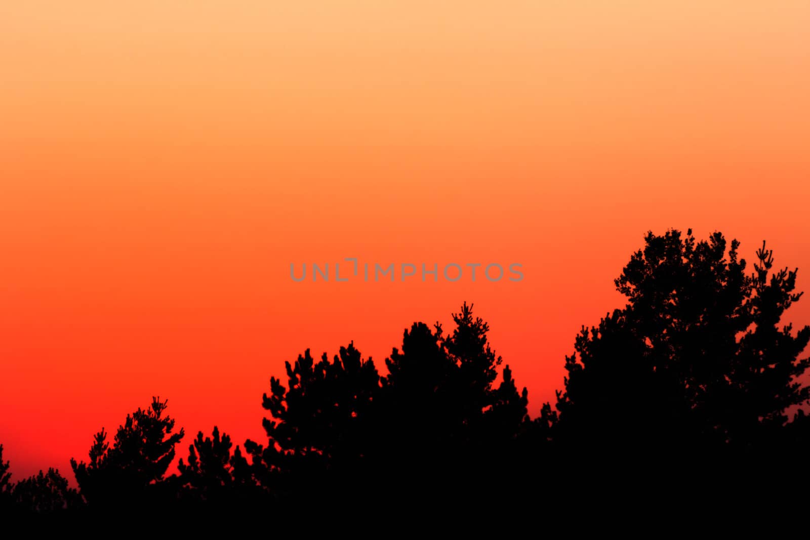 Vibrant Glowing Orange Sunset Over Horizon of Trees Background or Backdrop