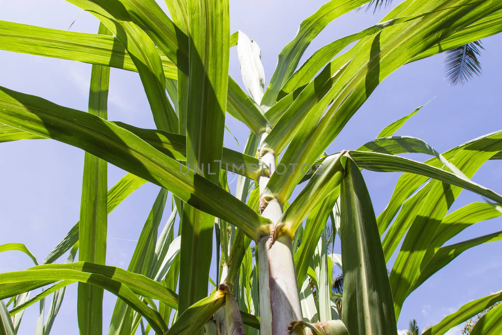 Green sugar cane tree and leaves blades over blue sky in Thailan by photo2life