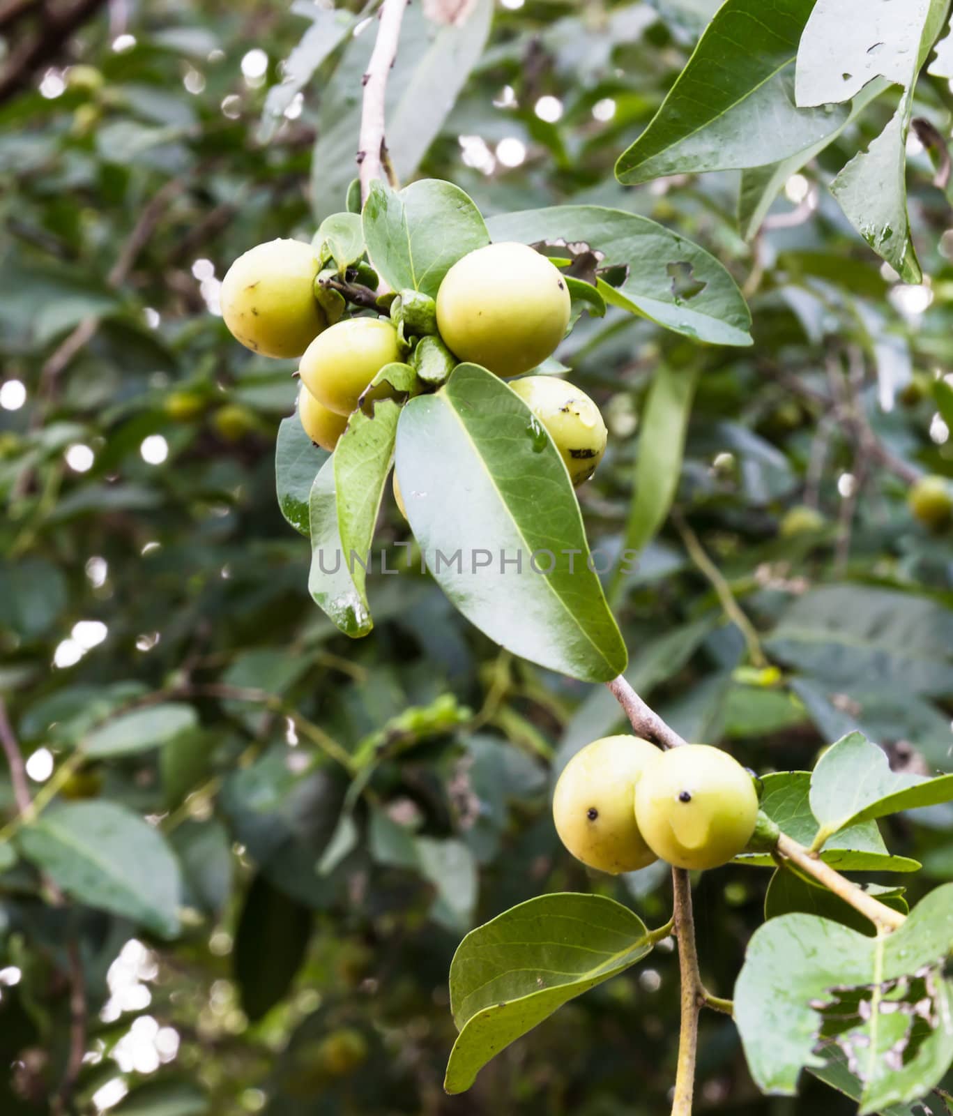 Ebony fruit and leaf on tree in Thailand