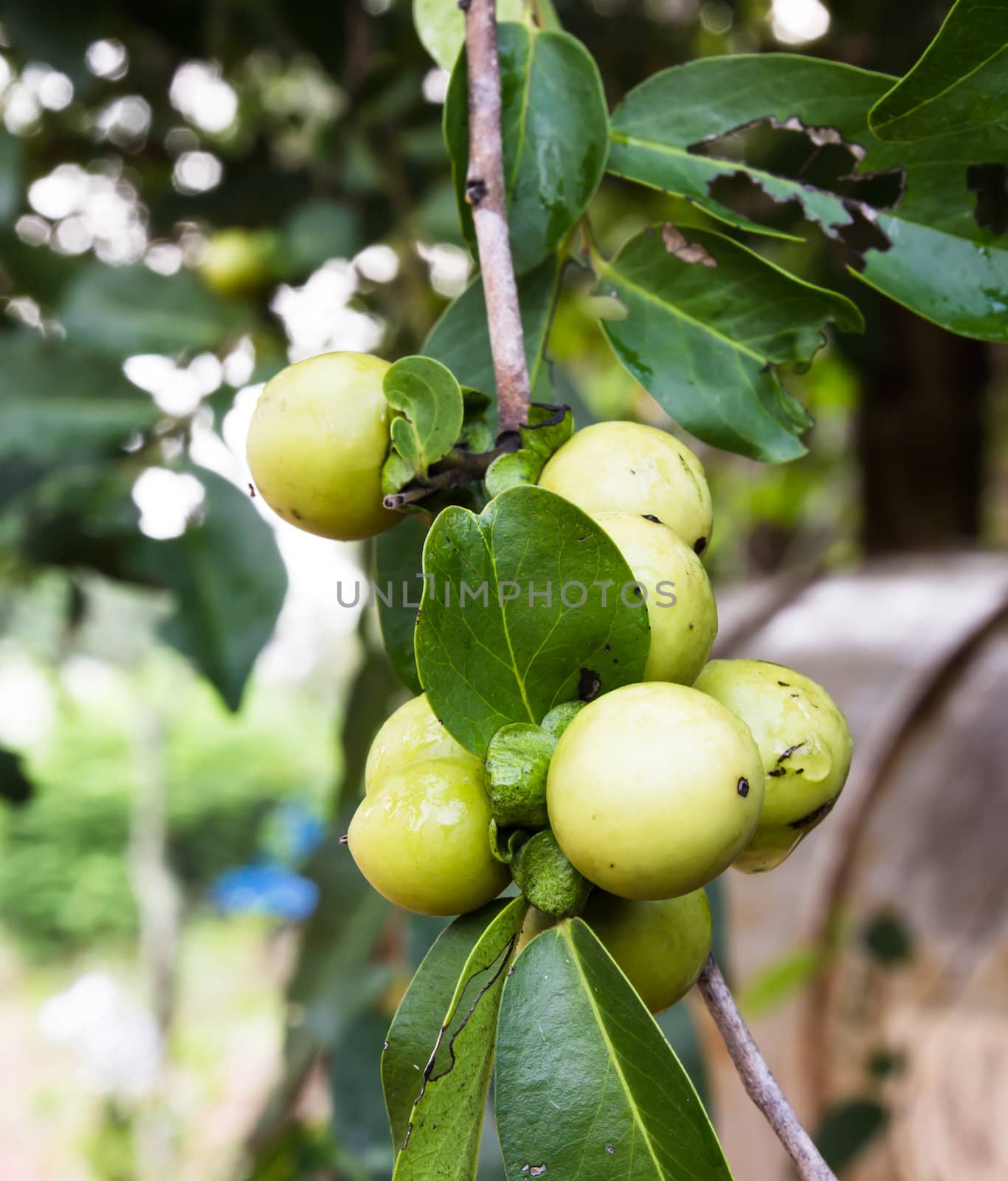 Ebony fruit and leaf on tree in Thailand by photo2life