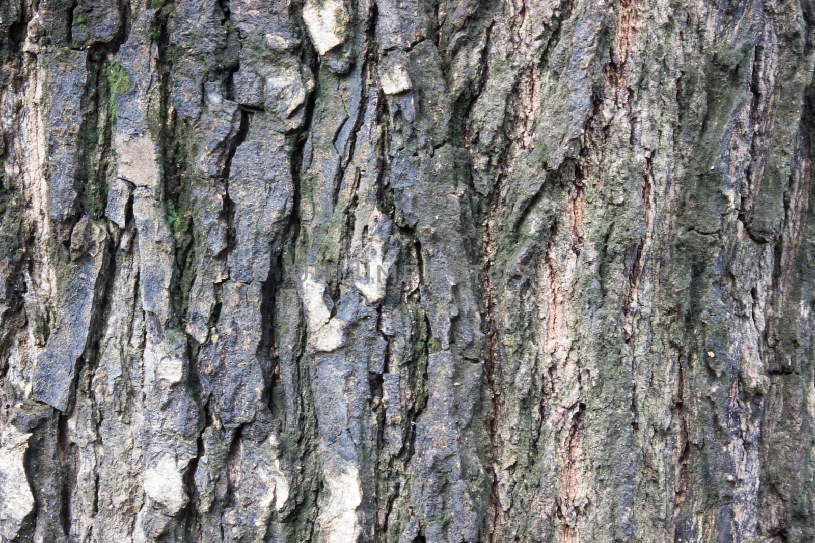 Tree Bark. Detailed.Texture effect. Background by photo2life