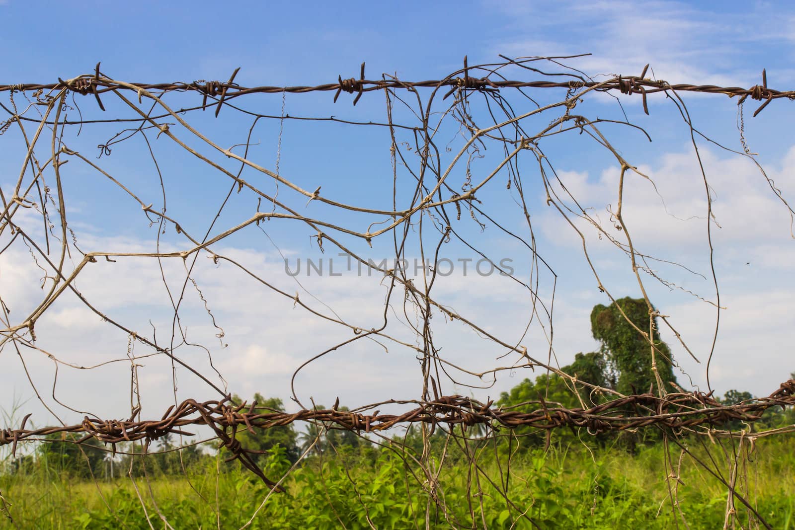 Tangled barbed wire and blue sky