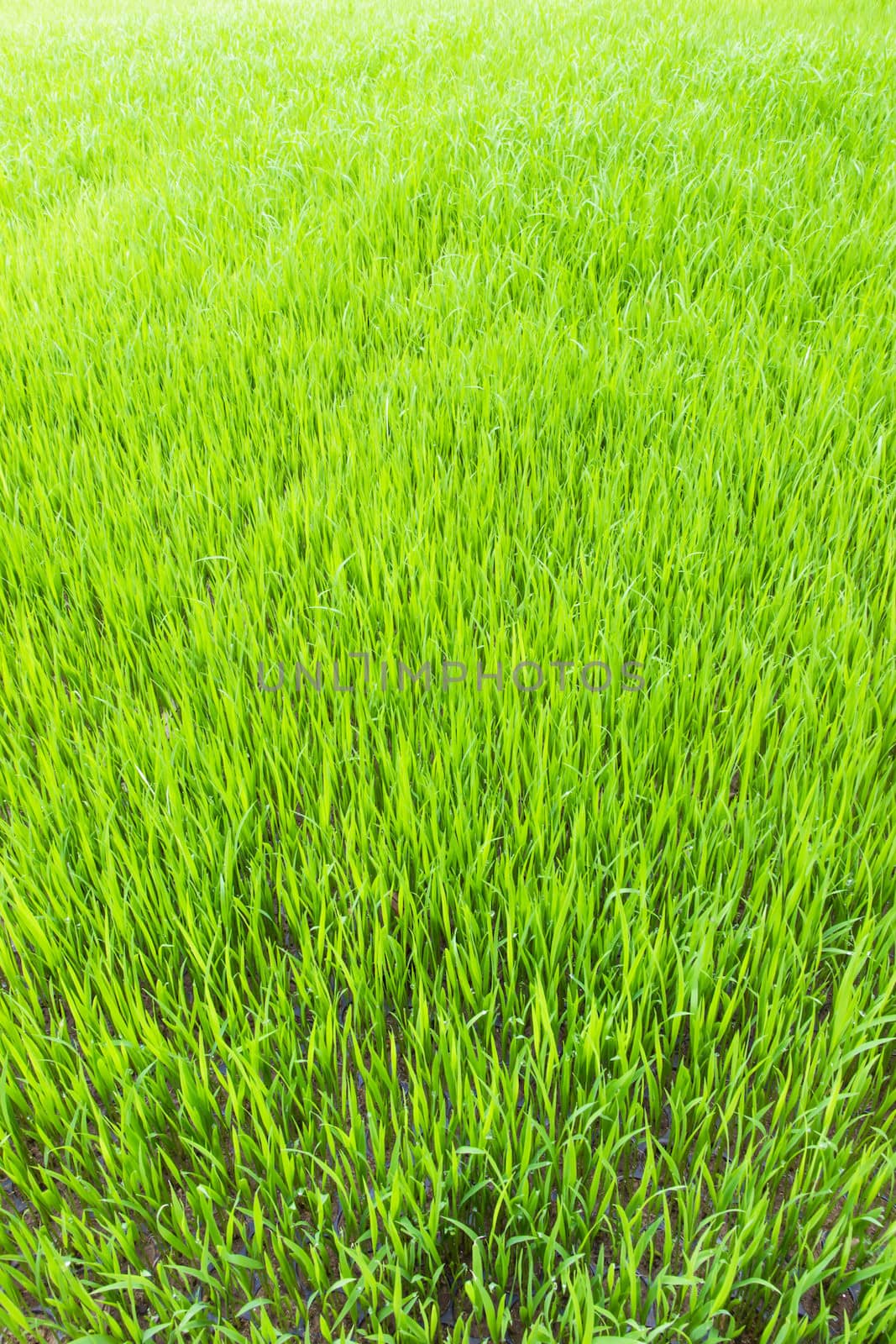 Young rice in farm of Thailand in Southeast Asia.