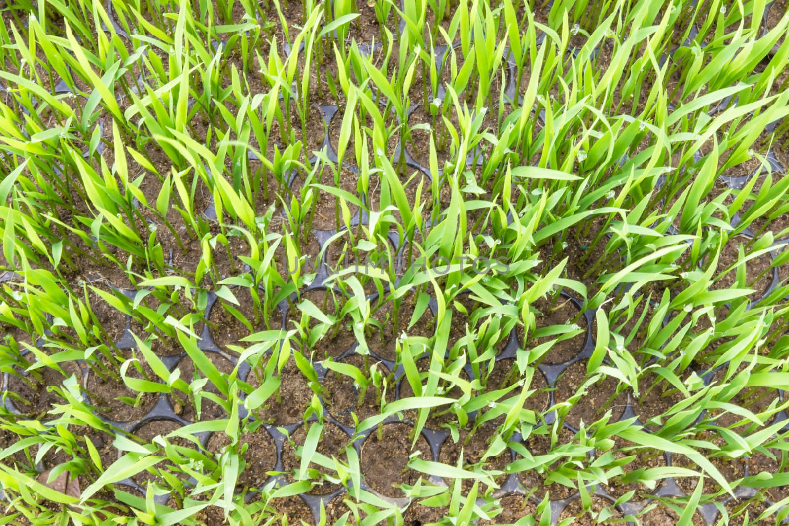 Young rice sprout in the box of nursery tray by photo2life