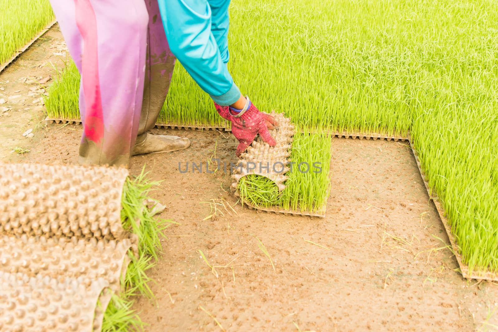 Farmers are rolling young rice sprout in the box of nursery tray