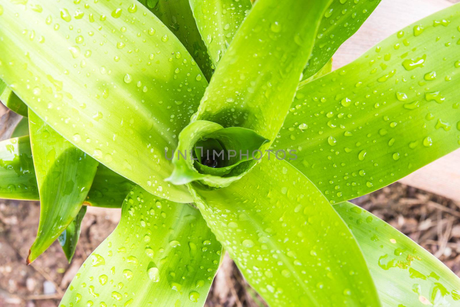 Water drop on green sacred  leaf in Thailand, Houseplant  by photo2life