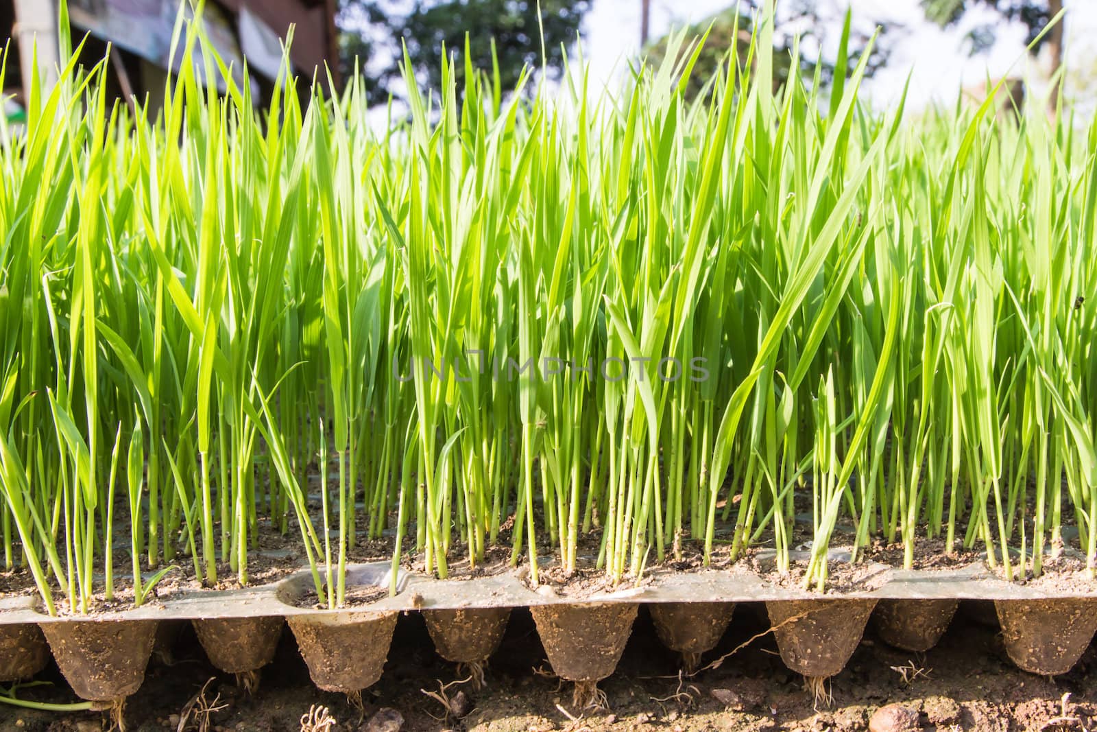 Young rice sprout in the box of nursery tray by photo2life