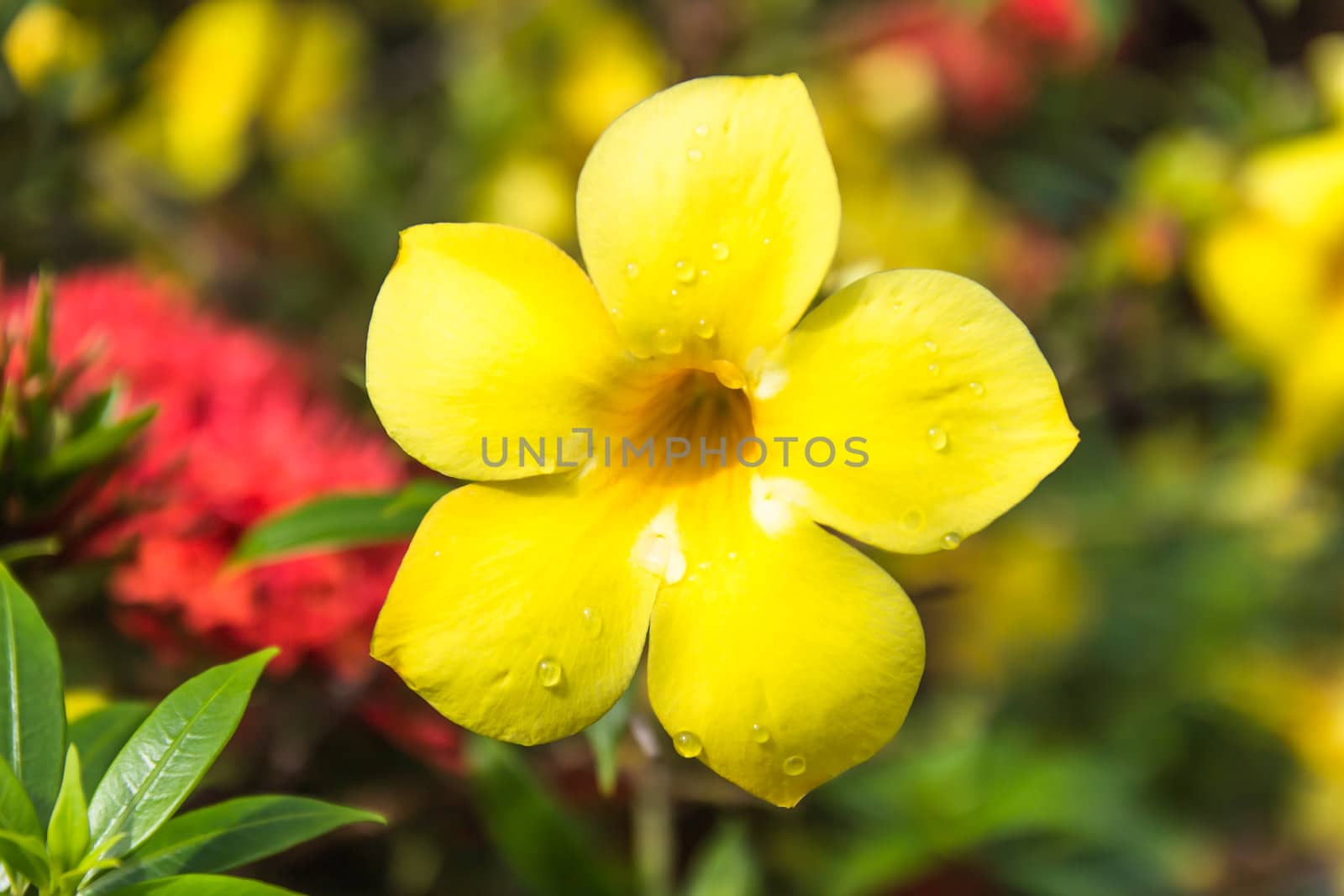 Allamanda or golden trumpet close up of  beautiful yellow flower by photo2life