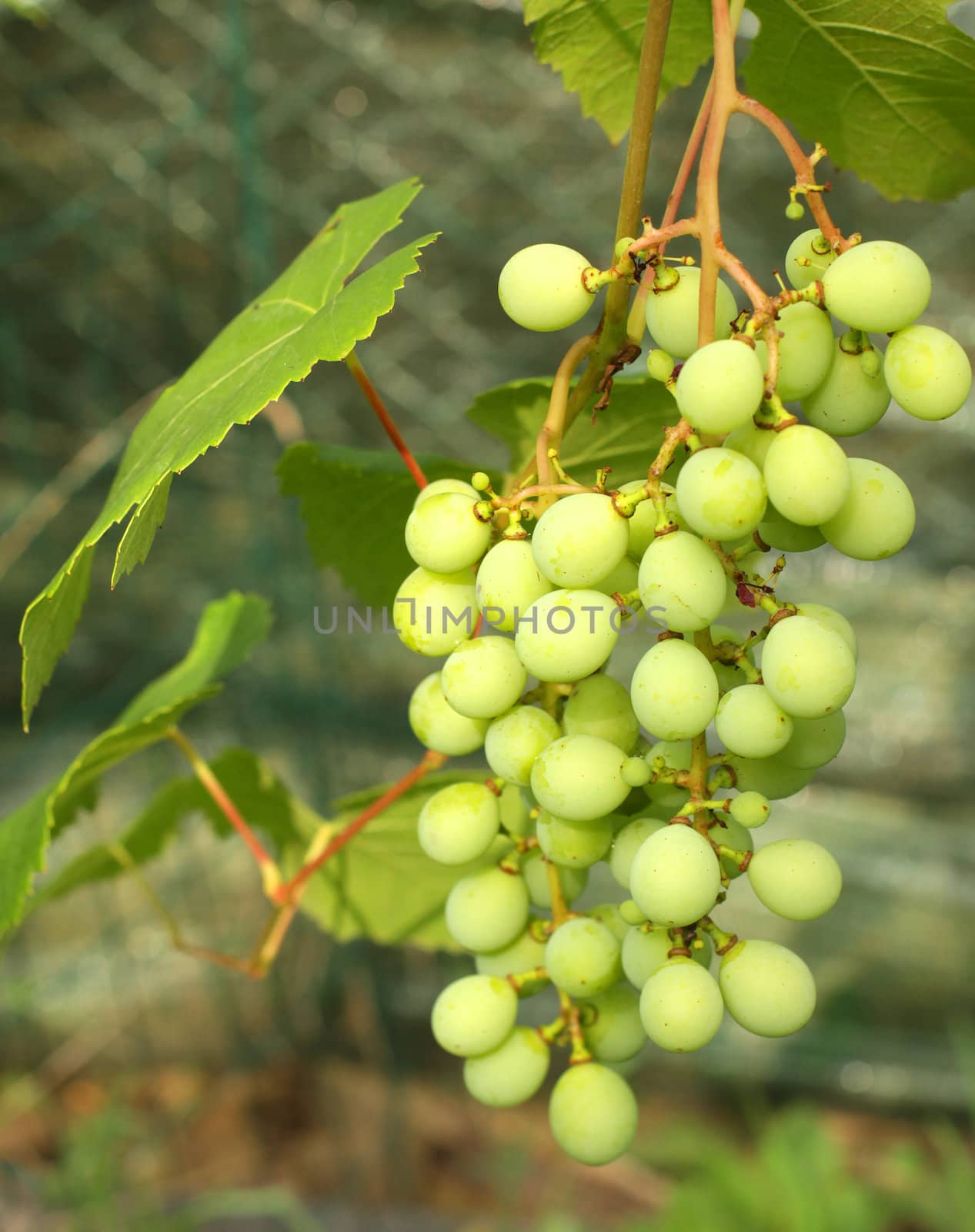 Ripening green grape on the vine in summer
