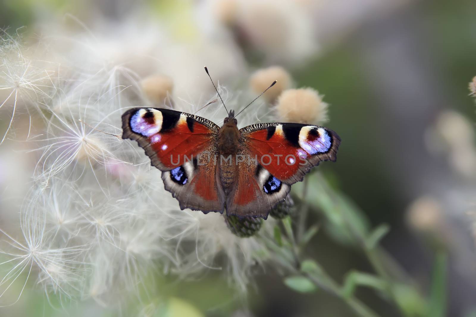 Butterfly on the plant. by GNNick