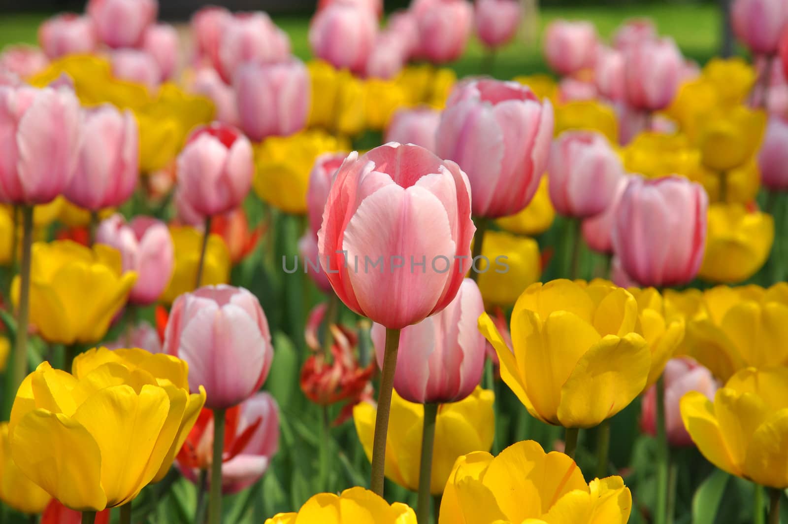 Field of pink and yellow tulips
