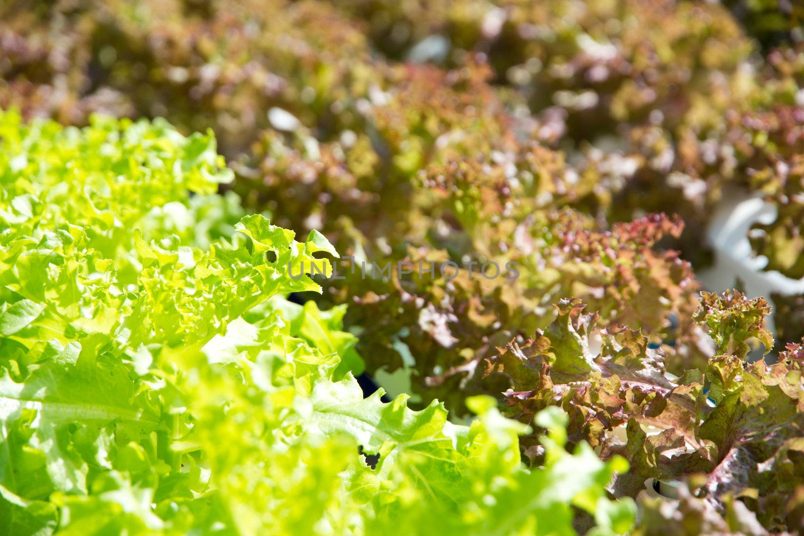 Hydroponics vegetable farm,Frillie Iceburg Lettuce,Green Oak Lettuce by ponsulak