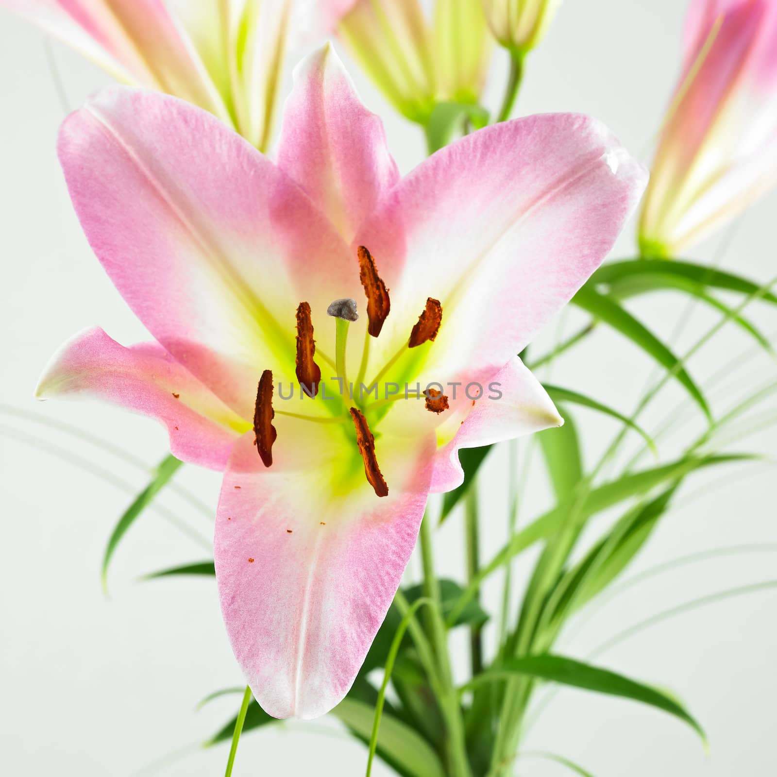 close-up of lilly isolated on a white background