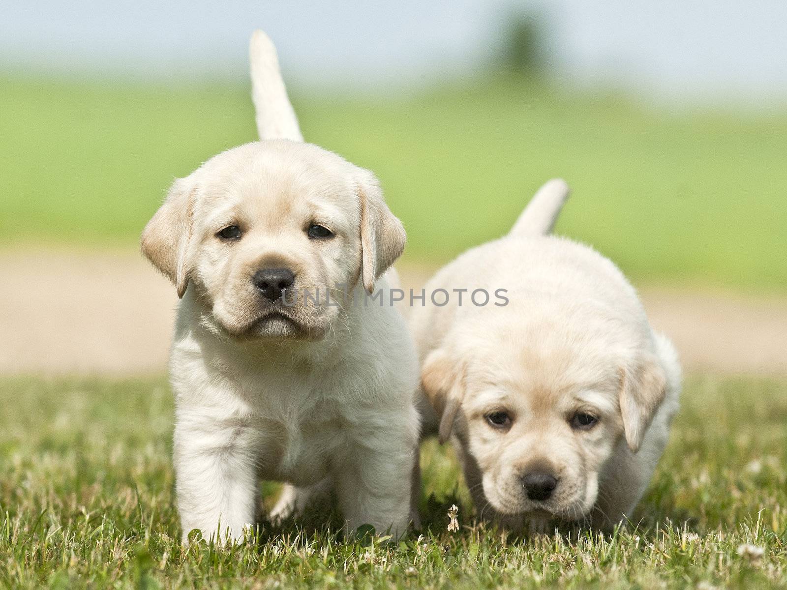 puppy brothers. puppies by Okeanas
