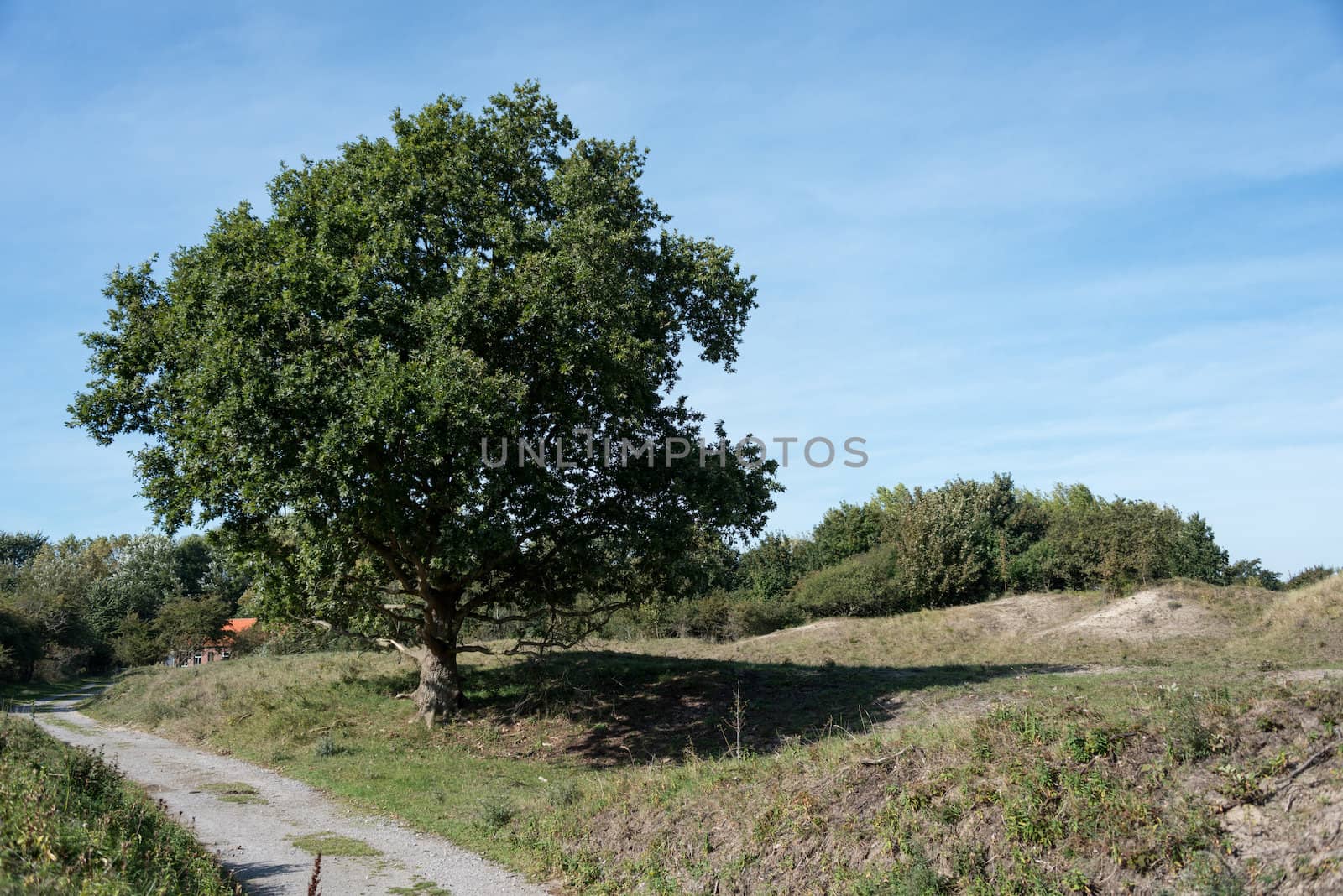 old oak in dutch landscape with blue sky as background
