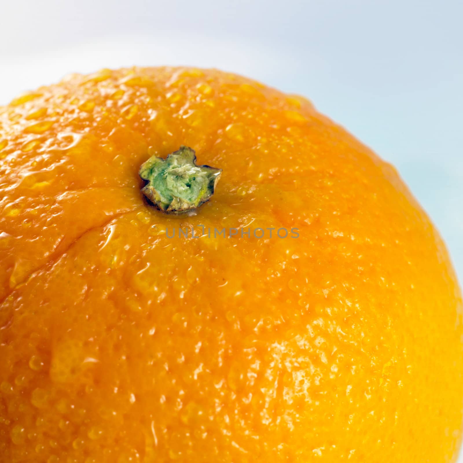 close-up of an orange isolated on a white background