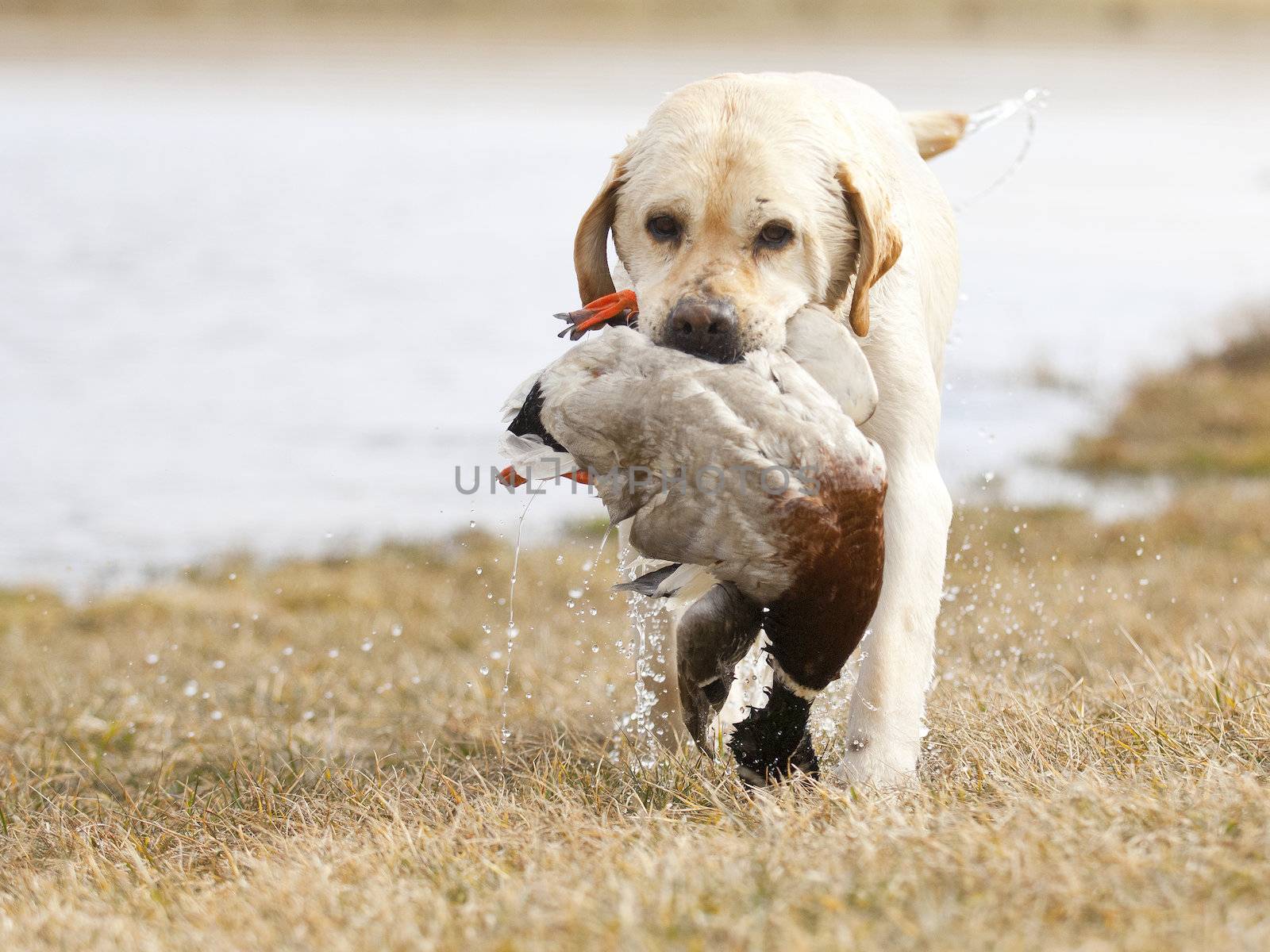 water - hunting dog by Okeanas