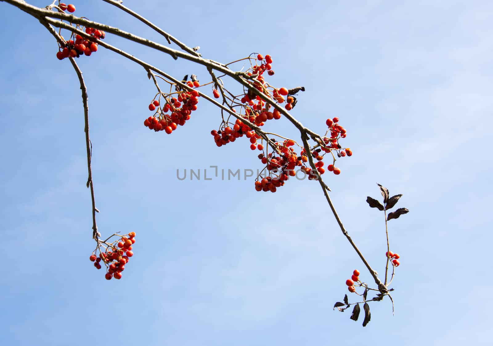 red berries with blue sky
